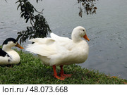 Утки мирно отдыхают на берегу реки  Ducks Resting Peacefully by the Riverside Edge. Стоковое фото, фотограф Соболева Наталия / Фотобанк Лори