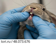 Veterinarian examining rabbit teeth with gloved hands. Стоковое AI-изображение, AI-художник Гайфуллина Дина / Фотобанк Лори