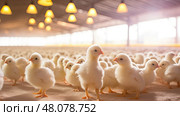 feed hatchery chicken farm ai generated. Стоковое AI-изображение, AI-художник Vectorwin / Фотобанк Лори