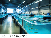 A high-tech fish hatchery features rows of transparent tanks brimming with crystal-clear water. These state-of-the-art incubation facilities are crucial for sustainable fish farming techniques. Стоковое AI-изображение, AI-художник Nart / Фотобанк Лори
