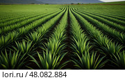medicinal aloe ferox ai generated. Стоковое AI-изображение, AI-художник Vectorwin / Фотобанк Лори