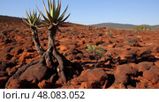 plant aloe ferox ai generated. Стоковое AI-изображение, AI-художник Vectorwin / Фотобанк Лори