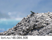 Cute small lizard on a rock looks into the distance. Animal wallpaper lacertian. Стоковое фото, фотограф Екатерина Якименко / Фотобанк Лори