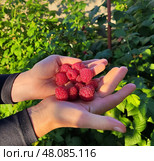 Малинка. Стоковое фото, фотограф Аскерко Андрей Анатольевич / Фотобанк Лори