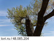 Одинокий тополь - спилили ветку после удара молнии. Стоковое фото, фотограф Владислав Дельдюгинов / Фотобанк Лори
