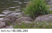 Tranquil waterside scene with gently rippling river and lush greenery. Стоковое видео, видеограф Zakharova Natasha / Фотобанк Лори