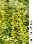 Beautiful, delicate plant (Lysimachia punctata) with yellow flowers close-up. Стоковое фото, фотограф Татьяна Ляпи / Фотобанк Лори