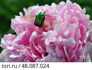 Жук бронзовка золотистая сидит на крупном цветке розового пиона (2009 год). Стоковое фото, фотограф Мария Деркунская / Фотобанк Лори