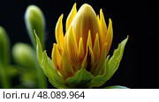 bud yellow tiger paw ai generated. Стоковое AI-изображение, AI-художник Vectorwin / Фотобанк Лори