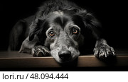 inflammation dog arthritis ai generated. Стоковое AI-изображение, AI-художник Vectorwin / Фотобанк Лори
