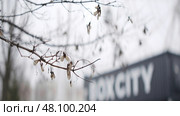 Dry maple seeds hanging from a tree branch are swinging in the wind. Стоковое фото, фотограф David Kashakhi / Фотобанк Лори