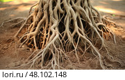 intricate hemp plant roots ai generated. Стоковое AI-изображение, AI-художник Vectorwin / Фотобанк Лори