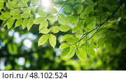 feathery leaves trees ai generated. Стоковое AI-изображение, AI-художник Vectorwin / Фотобанк Лори