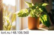 leaves pothos plant ai generated. Стоковое AI-изображение, AI-художник Vectorwin / Фотобанк Лори