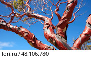leaves manzanita tree ai generated. Стоковое AI-изображение, AI-художник Vectorwin / Фотобанк Лори