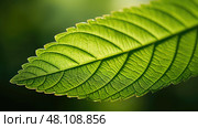 serrated elm tree leaf ai generated. Стоковое AI-изображение, AI-художник Vectorwin / Фотобанк Лори