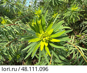 Mediterranean spurge or Albanian spurge (lat.- Euphorbia characias) Стоковое фото, фотограф Irina Opachevsky / Фотобанк Лори