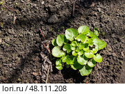 A Vibrant Green Plant Thriving and Growing in Rich Soil Under Bright Sunlights Warm Rays. Стоковое фото, фотограф Аксенова Вера / Фотобанк Лори