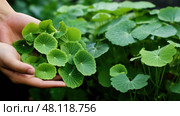 plant centella asiatica leaf. Стоковое AI-изображение, AI-художник Vectorwin / Фотобанк Лори
