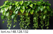 plant golden pothos ai generated. Стоковое AI-изображение, AI-художник Vectorwin / Фотобанк Лори