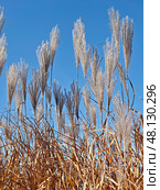 Silvergrass or Miscanthus sinensis grass on blue sky background. Стоковое фото, фотограф Сергей Пристяжнюк (Serg Zastavkin) / Фотобанк Лори