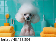 Poodle enjoys a bubbly bath in a vibrant turquoise bathroom. Пудель принимает ванну с пузырьками в яркой бирюзовой ванной комнате. Стоковое AI-изображение, AI-художник Katsiaryna Repich / Фотобанк Лори