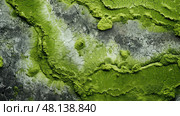 seaweed algae green In the second photograph ai generated. Стоковое AI-изображение, AI-художник Vectorwin / Фотобанк Лори