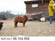 Пони шетлендский. Редакционное фото, фотограф Ирина Макашова / Фотобанк Лори