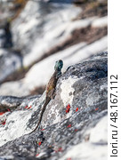 Small colorful lizard in the wild on a stone. Summer wallpaper with animals and nature. close up. Стоковое фото, фотограф Екатерина Якименко / Фотобанк Лори