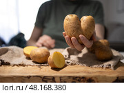 Discovering the World of Unique Potatoes A Captivating Look into Natures Quirks and Wonders. Стоковое фото, фотограф Ольга Коваленко / Фотобанк Лори