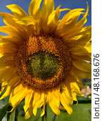 Sunflower Helianthus annuus head center with with unripe seeds surrounded by yellow petals. Стоковое фото, фотограф Сергей Пристяжнюк (Serg Zastavkin) / Фотобанк Лори