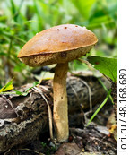 Red-capped Aspen scaber stalk mushroom or aspen bolete Leccinum aurantiacum growing in forest. Стоковое фото, фотограф Сергей Пристяжнюк (Serg Zastavkin) / Фотобанк Лори