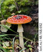Close-up photo of poisonous red fly agaric or Amanita muscaria mushroom growing in forest. Natural background. Стоковое фото, фотограф Сергей Пристяжнюк (Serg Zastavkin) / Фотобанк Лори