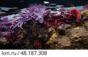 irish seaweed types ai generated. Стоковое AI-изображение, AI-художник Vectorwin / Фотобанк Лори