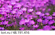 violet spring purple ai generated. Стоковое AI-изображение, AI-художник Vectorwin / Фотобанк Лори