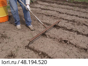 A man marks out with the help of special large three pronged rakes the dug up area for planting potatoes. Стоковое фото, фотограф Ольга Солопова / Фотобанк Лори