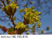 The flower buds of the holly maple are blooming (lat. Acer platanoides). Holly maple is a woody plant species of the genus Maple (Acer) of the Sapindaceae family. Стоковое фото, фотограф Андрей Жигальцов / Фотобанк Лори