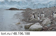Penguins rocky landscape. Gentoo Penguin, wild animals icy water , Antarctica wildlife. Mountains stones rocks beach. Ice scenery winter nature cold ocean. Tourism travel adventure, aerial view. Стоковое видео, видеограф Vladimir / Фотобанк Лори