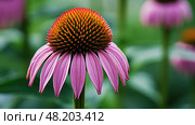 petals purple coneflower ai generated. Стоковое AI-изображение, AI-художник Vectorwin / Фотобанк Лори
