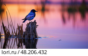 martin purple martins ai generated. Стоковое AI-изображение, AI-художник Vectorwin / Фотобанк Лори
