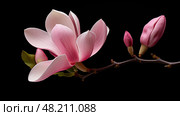 wither pink magnolia flower ai generated. Стоковое AI-изображение, AI-художник Vectorwin / Фотобанк Лори