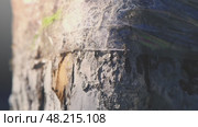 A close-up of ants unable to get past sticky tape wrapped around a tree trunk illustrates a natural method of pest control in the garden. Стоковое видео, видеограф Ольга Ильина / Фотобанк Лори