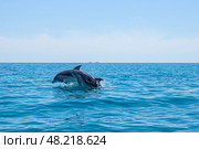 Дельфины у южного побережья Крыма (2021 год). Стоковое фото, фотограф Сергей Поспелов / Фотобанк Лори