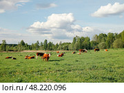 Коровы на лугу пасутся. Стоковое фото, фотограф Надежда Парижская / Фотобанк Лори