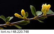 close yellow jessamine ai generated. Стоковое AI-изображение, AI-художник Vectorwin / Фотобанк Лори