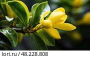 photograph yellow jessamine ai generated. Стоковое AI-изображение, AI-художник Vectorwin / Фотобанк Лори
