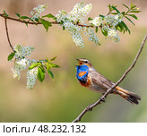 Bright bluethroat bird sits on branches of blooming bird cherry in spring sunny garden. Стоковое фото, фотограф Бачкова Наталья / Фотобанк Лори