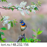 Bright bird male bluethroat sits among branches of blooming white bird cherry in spring sunny garden. Стоковое фото, фотограф Бачкова Наталья / Фотобанк Лори