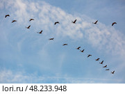 Migration of flock of cranes in the sky. Стоковое фото, фотограф Яков Филимонов / Фотобанк Лори