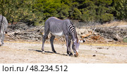 Grevys zebras grazing in pasture on sunny summer day. Стоковое фото, фотограф Яков Филимонов / Фотобанк Лори
